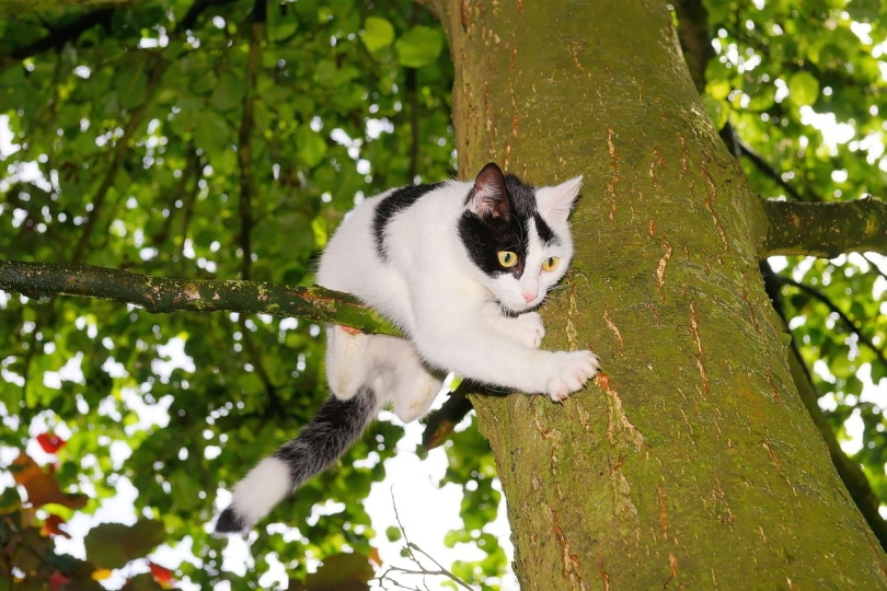 If you saw a cat stuck in a tree, what would you do?